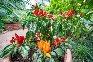 Farbenfrohe Vielfalt im Wintergarten der Wilhelma